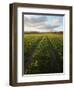 Old Lane Almost Overtaken by Grass in a Field Near Peterchurch, Golden Valey, Herefordshire-David Pickford-Framed Photographic Print