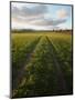 Old Lane Almost Overtaken by Grass in a Field Near Peterchurch, Golden Valey, Herefordshire-David Pickford-Mounted Photographic Print