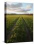 Old Lane Almost Overtaken by Grass in a Field Near Peterchurch, Golden Valey, Herefordshire-David Pickford-Stretched Canvas