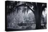 Old Live Oak Cemetery, Selma, Alabama-Carol Highsmith-Stretched Canvas