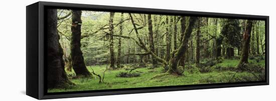 Old Lush Grown Forest, Olympic National Park, Washington State, USA-Paul Souders-Framed Stretched Canvas