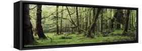 Old Lush Grown Forest, Olympic National Park, Washington State, USA-Paul Souders-Framed Stretched Canvas