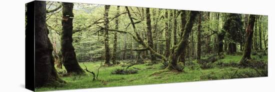 Old Lush Grown Forest, Olympic National Park, Washington State, USA-Paul Souders-Stretched Canvas