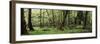 Old Lush Grown Forest, Olympic National Park, Washington State, USA-Paul Souders-Framed Photographic Print