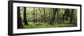 Old Lush Grown Forest, Olympic National Park, Washington State, USA-Paul Souders-Framed Photographic Print