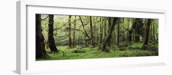 Old Lush Grown Forest, Olympic National Park, Washington State, USA-Paul Souders-Framed Photographic Print