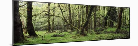 Old Lush Grown Forest, Olympic National Park, Washington State, USA-Paul Souders-Mounted Photographic Print