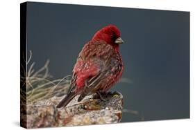 Old Male Great Rosefinch (Carpodacus Rubicilla) on Rock, Mount Cheget, Caucasus, Russia, June 2008-Schandy-Stretched Canvas