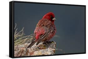 Old Male Great Rosefinch (Carpodacus Rubicilla) on Rock, Mount Cheget, Caucasus, Russia, June 2008-Schandy-Framed Stretched Canvas