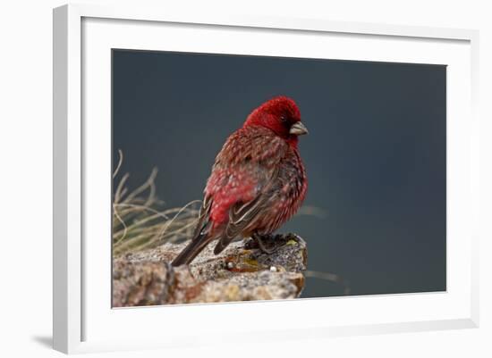 Old Male Great Rosefinch (Carpodacus Rubicilla) on Rock, Mount Cheget, Caucasus, Russia, June 2008-Schandy-Framed Photographic Print
