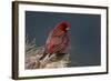 Old Male Great Rosefinch (Carpodacus Rubicilla) on Rock, Mount Cheget, Caucasus, Russia, June 2008-Schandy-Framed Photographic Print