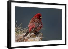 Old Male Great Rosefinch (Carpodacus Rubicilla) on Rock, Mount Cheget, Caucasus, Russia, June 2008-Schandy-Framed Photographic Print