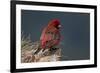 Old Male Great Rosefinch (Carpodacus Rubicilla) on Rock, Mount Cheget, Caucasus, Russia, June 2008-Schandy-Framed Photographic Print