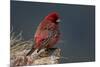 Old Male Great Rosefinch (Carpodacus Rubicilla) on Rock, Mount Cheget, Caucasus, Russia, June 2008-Schandy-Mounted Photographic Print