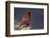 Old Male Great Rosefinch (Carpodacus Rubicilla) on Rock, Mount Cheget, Caucasus, Russia, June 2008-Schandy-Framed Photographic Print