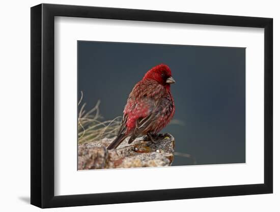 Old Male Great Rosefinch (Carpodacus Rubicilla) on Rock, Mount Cheget, Caucasus, Russia, June 2008-Schandy-Framed Photographic Print