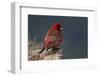 Old Male Great Rosefinch (Carpodacus Rubicilla) on Rock, Mount Cheget, Caucasus, Russia, June 2008-Schandy-Framed Photographic Print