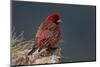 Old Male Great Rosefinch (Carpodacus Rubicilla) on Rock, Mount Cheget, Caucasus, Russia, June 2008-Schandy-Mounted Photographic Print