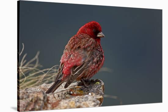 Old Male Great Rosefinch (Carpodacus Rubicilla) on Rock, Mount Cheget, Caucasus, Russia, June 2008-Schandy-Stretched Canvas