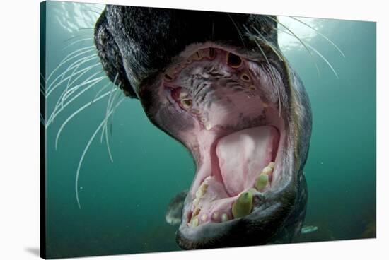 Old Male Grey Seal (Halichoerus Grypus) with Mouth Open Showing Teeth, Lundy Island, England, UK-Alex Mustard-Stretched Canvas