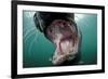 Old Male Grey Seal (Halichoerus Grypus) with Mouth Open Showing Teeth, Lundy Island, England, UK-Alex Mustard-Framed Photographic Print