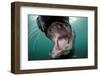 Old Male Grey Seal (Halichoerus Grypus) with Mouth Open Showing Teeth, Lundy Island, England, UK-Alex Mustard-Framed Photographic Print