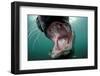 Old Male Grey Seal (Halichoerus Grypus) with Mouth Open Showing Teeth, Lundy Island, England, UK-Alex Mustard-Framed Photographic Print