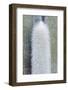 Old Man Cactus (Cephalocereus Senilis)-Rob Tilley-Framed Photographic Print