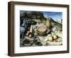 Old Man from Artimino, Circa 1650-Giovanna Garzoni-Framed Giclee Print