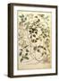 Old Man's Beard or Traveller's Joy - Clematis Vitalba-Leonhard Fuchs-Framed Giclee Print