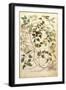 Old Man's Beard or Traveller's Joy - Clematis Vitalba-Leonhard Fuchs-Framed Giclee Print