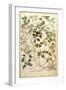 Old Man's Beard or Traveller's Joy - Clematis Vitalba-Leonhard Fuchs-Framed Giclee Print