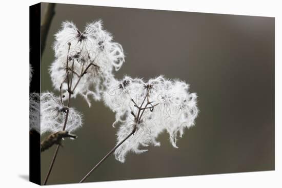 Old Man's Beard Seed Head-null-Stretched Canvas