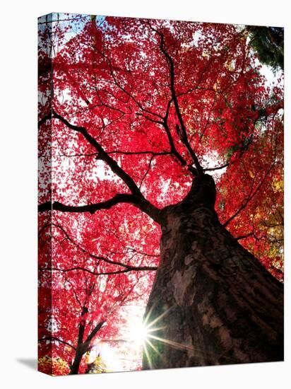 Old Maple Tree in Autumn-null-Stretched Canvas