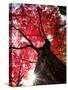 Old Maple Tree in Autumn-null-Stretched Canvas