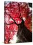 Old Maple Tree in Autumn-null-Stretched Canvas