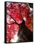 Old Maple Tree in Autumn-null-Framed Stretched Canvas