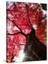 Old Maple Tree in Autumn-null-Stretched Canvas