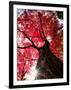 Old Maple Tree in Autumn-null-Framed Premium Photographic Print