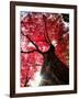 Old Maple Tree in Autumn-null-Framed Photographic Print