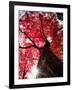 Old Maple Tree in Autumn-null-Framed Photographic Print