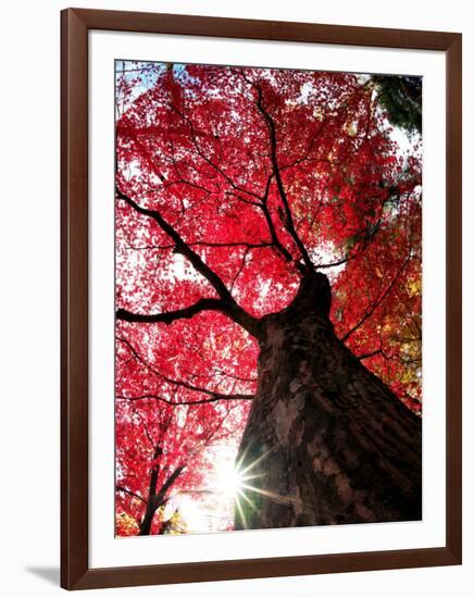 Old Maple Tree in Autumn-null-Framed Photographic Print