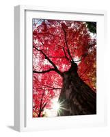 Old Maple Tree in Autumn-null-Framed Photographic Print