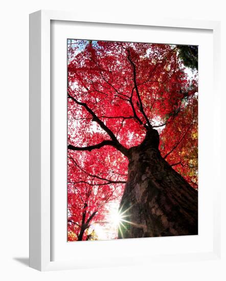 Old Maple Tree in Autumn-null-Framed Photographic Print