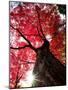 Old Maple Tree in Autumn-null-Mounted Photographic Print