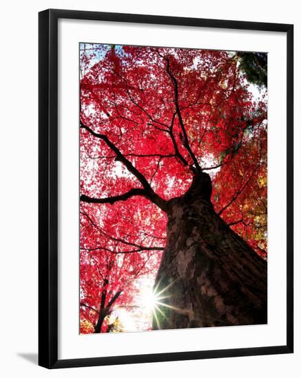 Old Maple Tree in Autumn-null-Framed Photographic Print