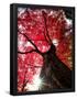 Essential Black