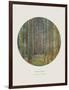 Old Masters, New Circles: Tannenwald (Pine Forest), c.1902-Gustav Klimt-Framed Art Print