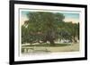 Old Oak, Magnolia Cemetery, Charleston, South Carolina-null-Framed Premium Giclee Print