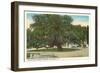 Old Oak, Magnolia Cemetery, Charleston, South Carolina-null-Framed Art Print